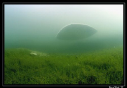 The Mantabubble ... the air captured under the ice looks ... by Daniel Strub 